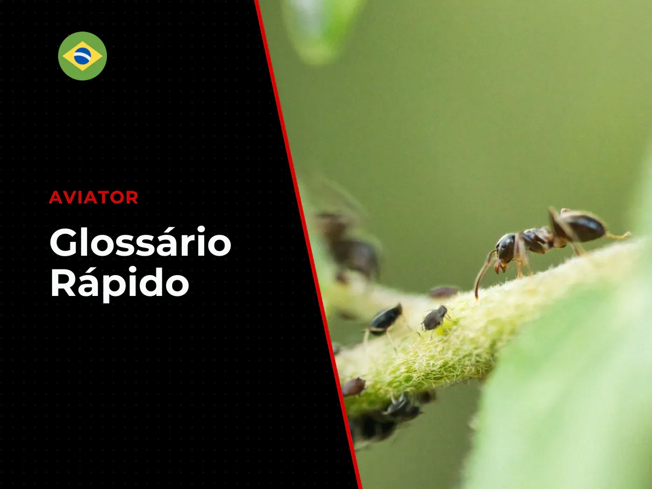 Glossário rápido. Antes de avançar, confira